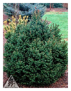 PICEA abies 'Mucronata'